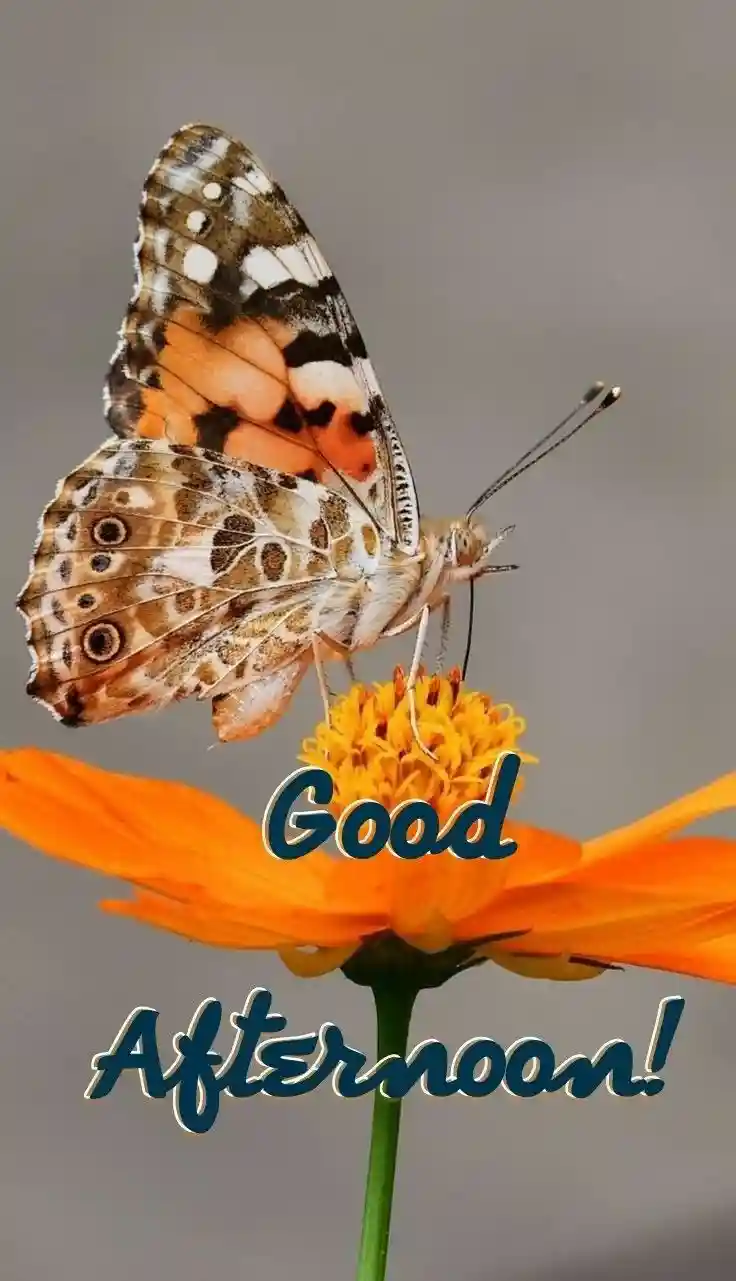 beautiful-good-afternoon-images