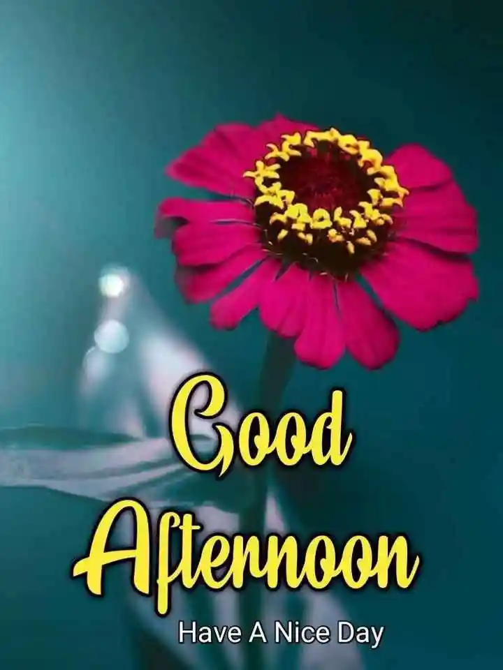 good-afternoon-flowers-images